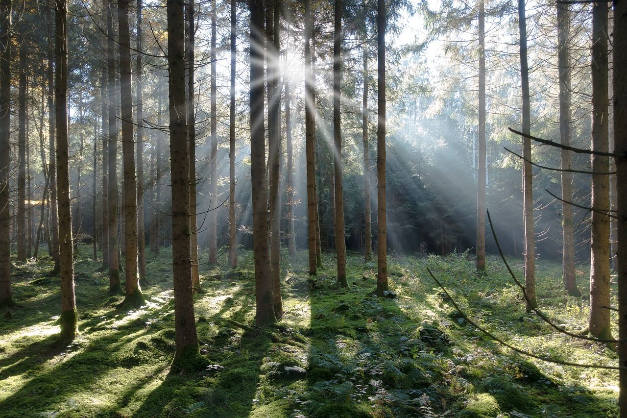 Longford timber processors Glennon Brothers acquires Pontrilas Group