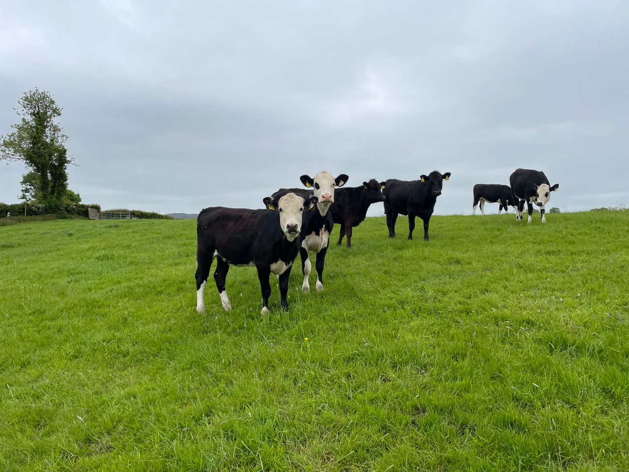 Farmers warned to be wary of selling underfit beef cattle