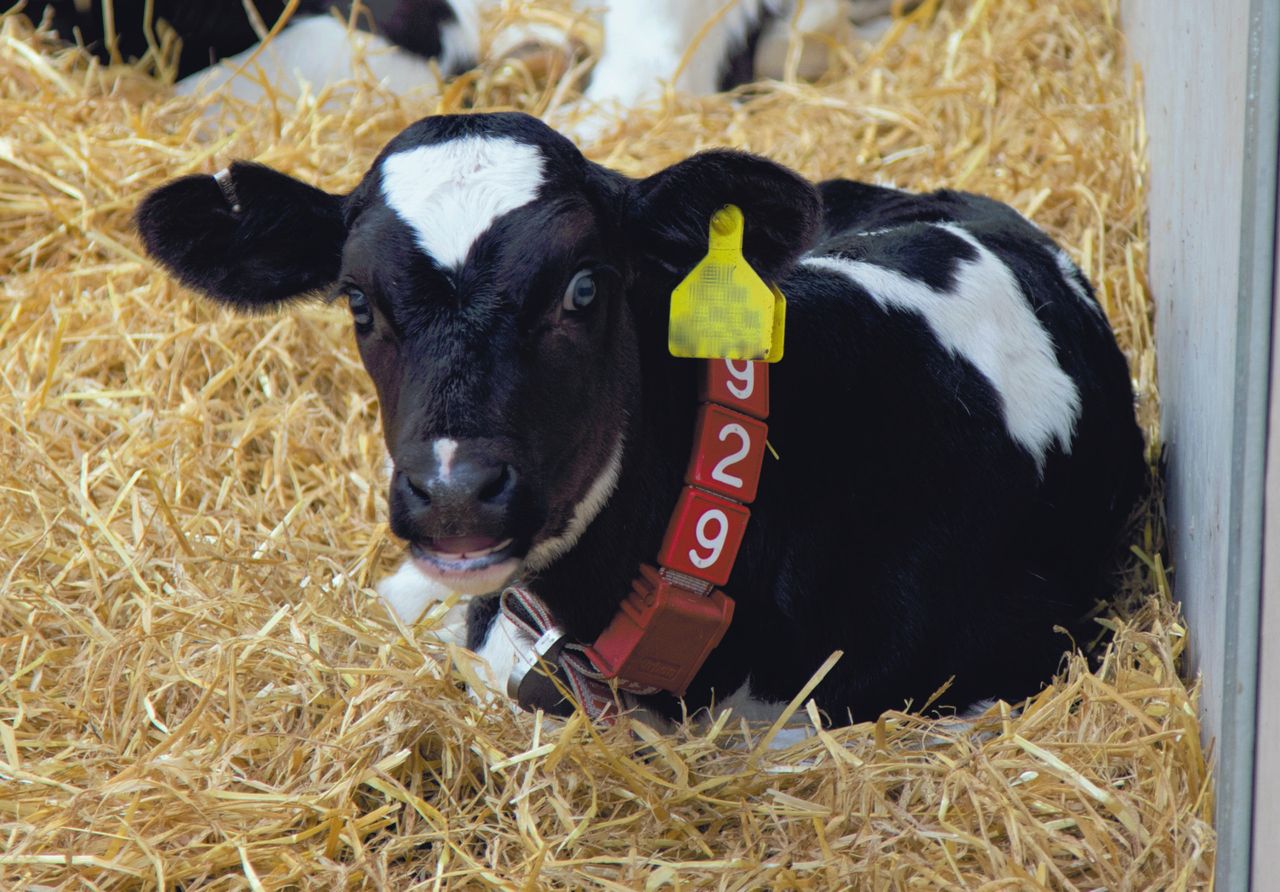 Training webinar to focus on rearing better heifers