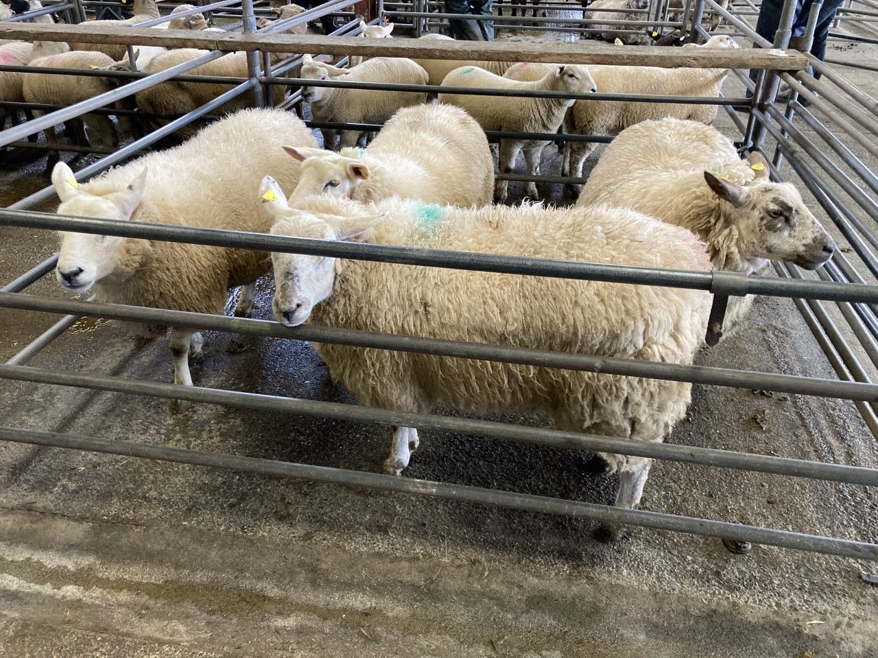 Sheep trade: Quotes for hoggets at €5.95-6.10/kg