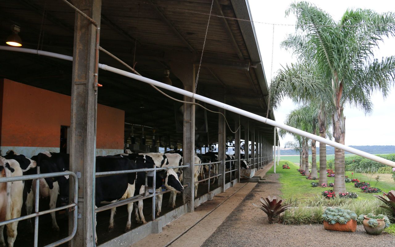 How a pig farmer made a splash into milk with Brazil’s first VMS robots