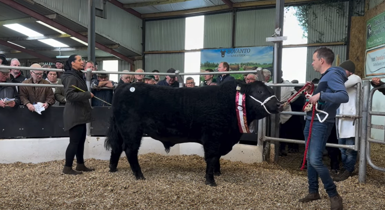 Bulls reach €7,400 at Carrick Multi-Breed Pedigree Sale