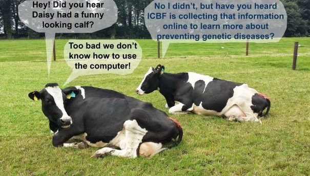 Got a funny looking calf? The ICBF wants to know