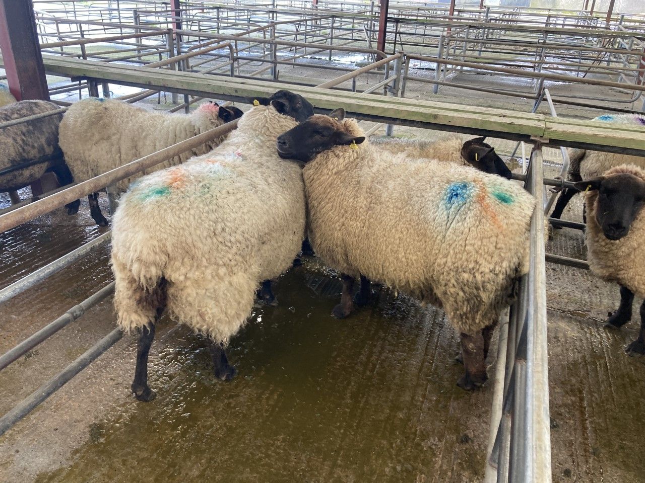 Cull ewes the pick of the bunch at marts this week