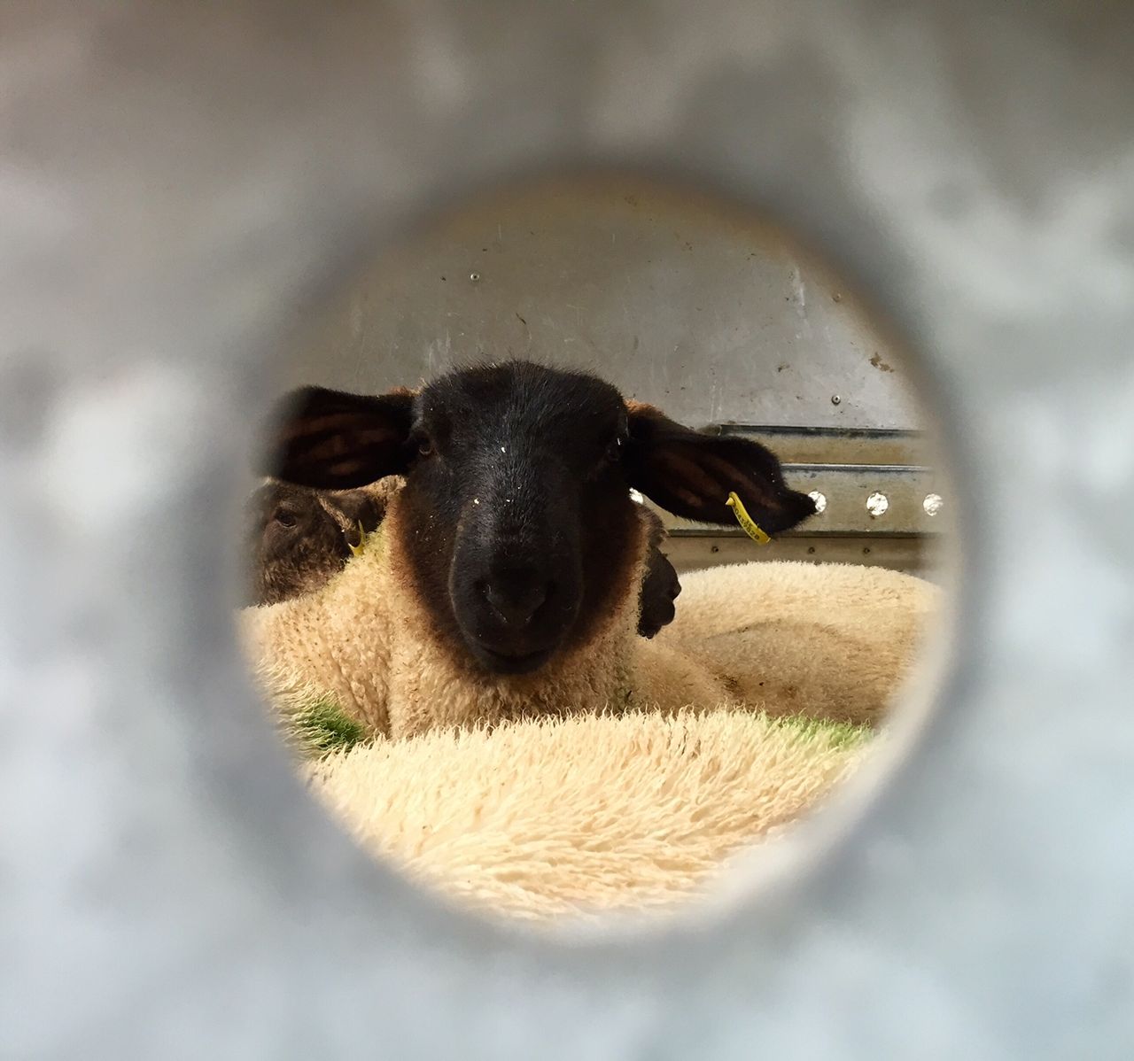 Sheepmeat access on the agenda as US inspectors set for Irish visit