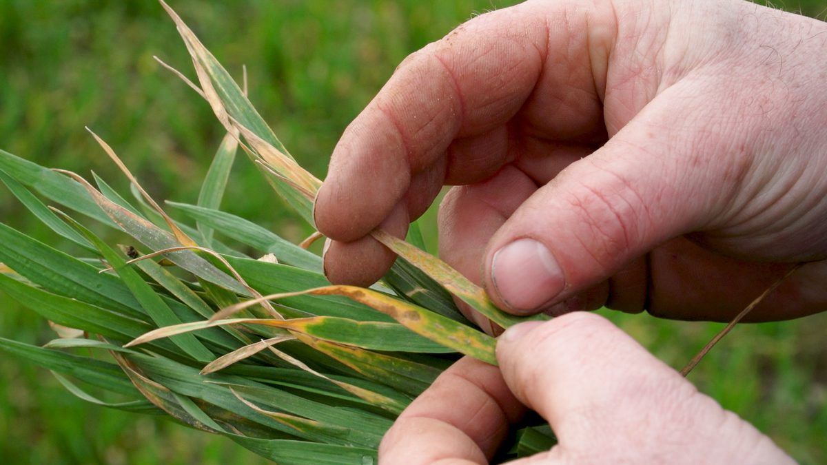 If yellow rust is an issue – you must deal with it now