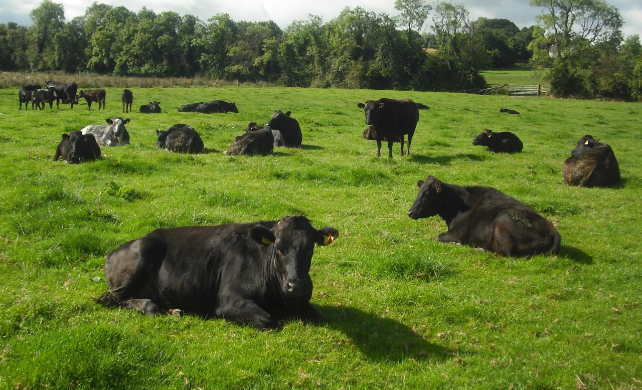 Beef focus: Wagyu leads the way on a Co. Kildare beef enterprise