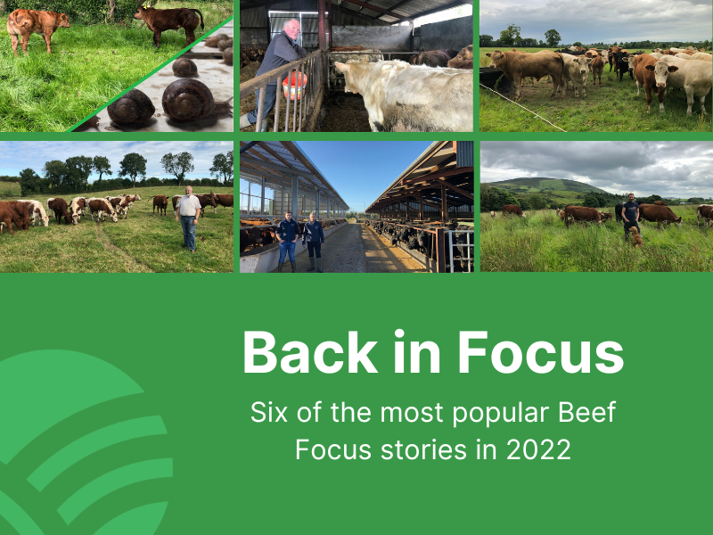 Beef Focus revisit: 6 farms back in focus for Christmas