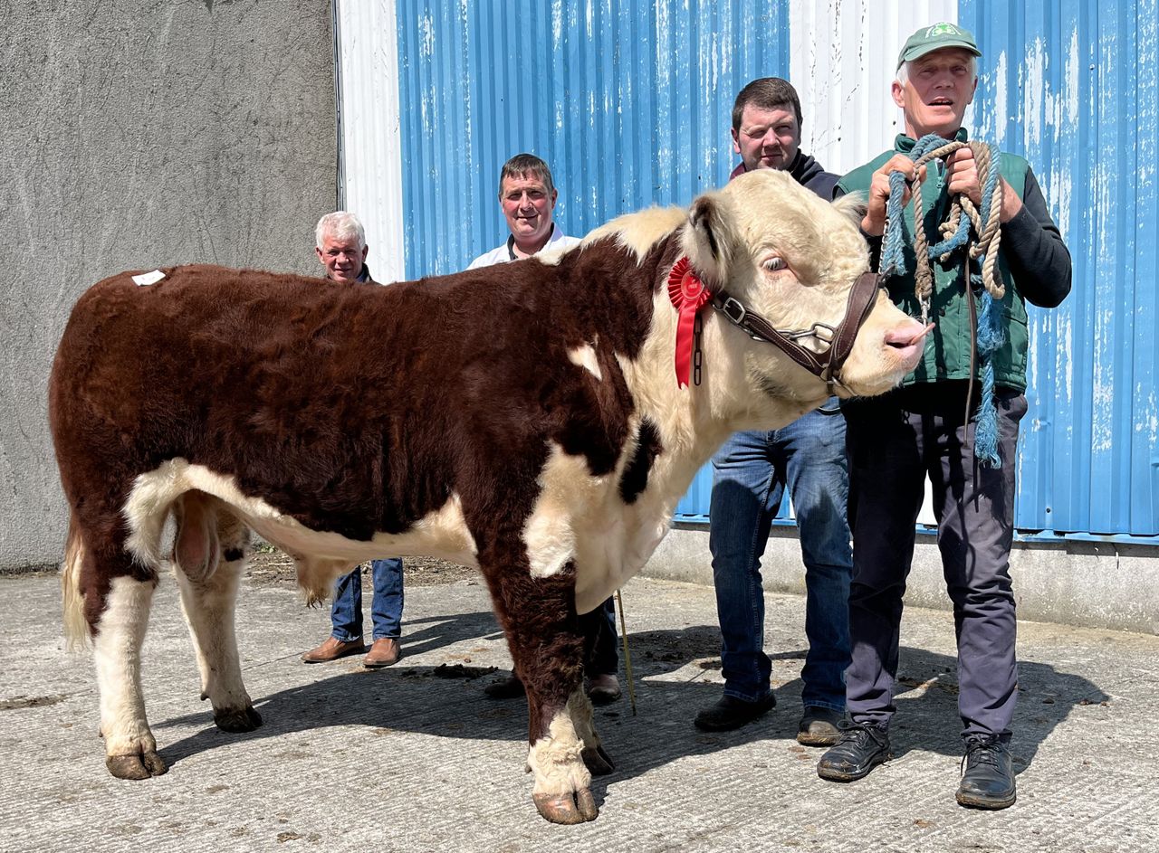 Hereford bulls hit €4,700 at Nenagh show and sale