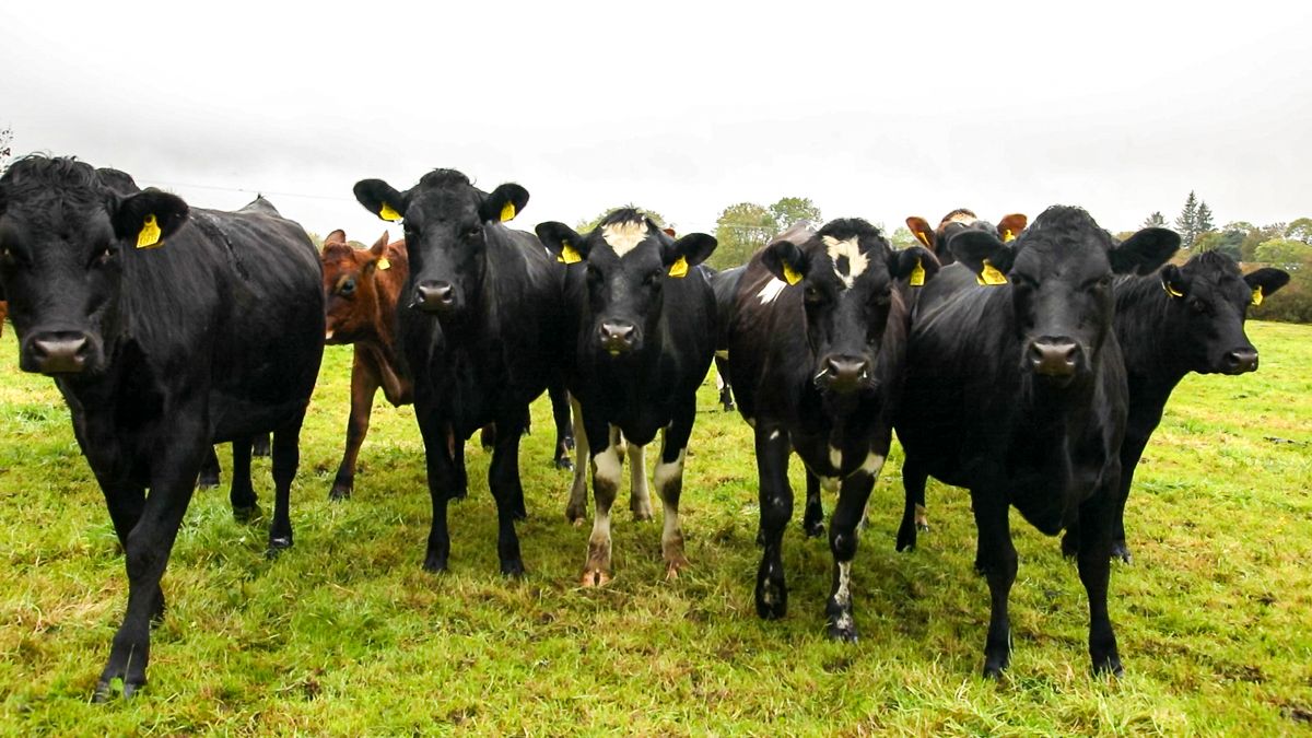 Benefits of early turnout for replacement heifers