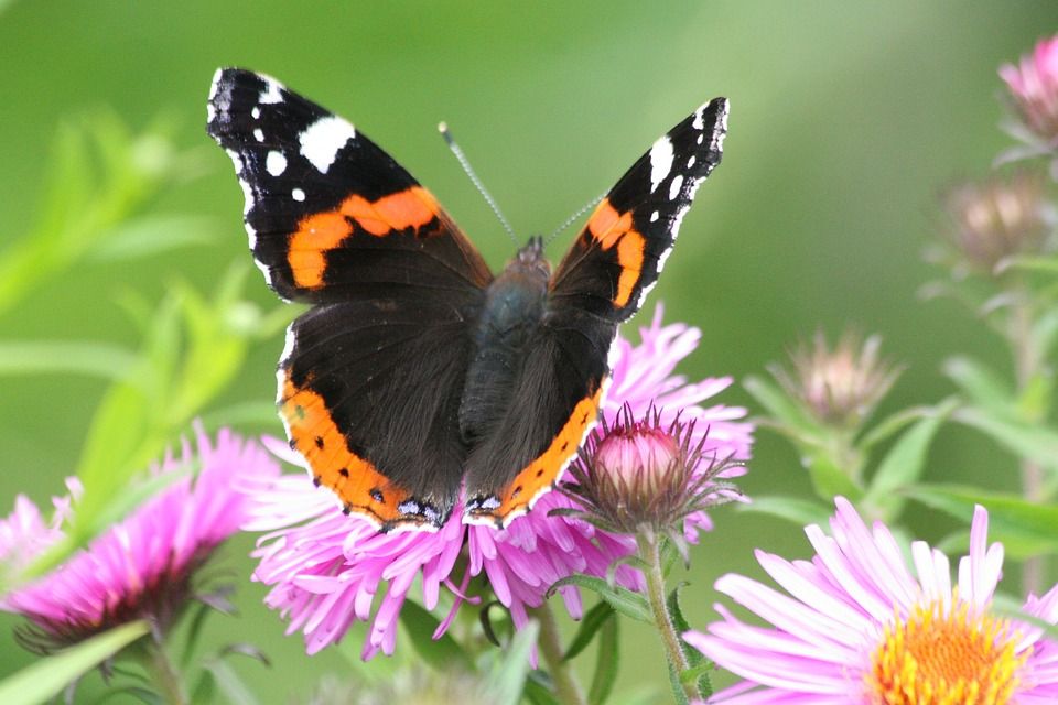 An Taisce: Government must heed report on biodiversity loss