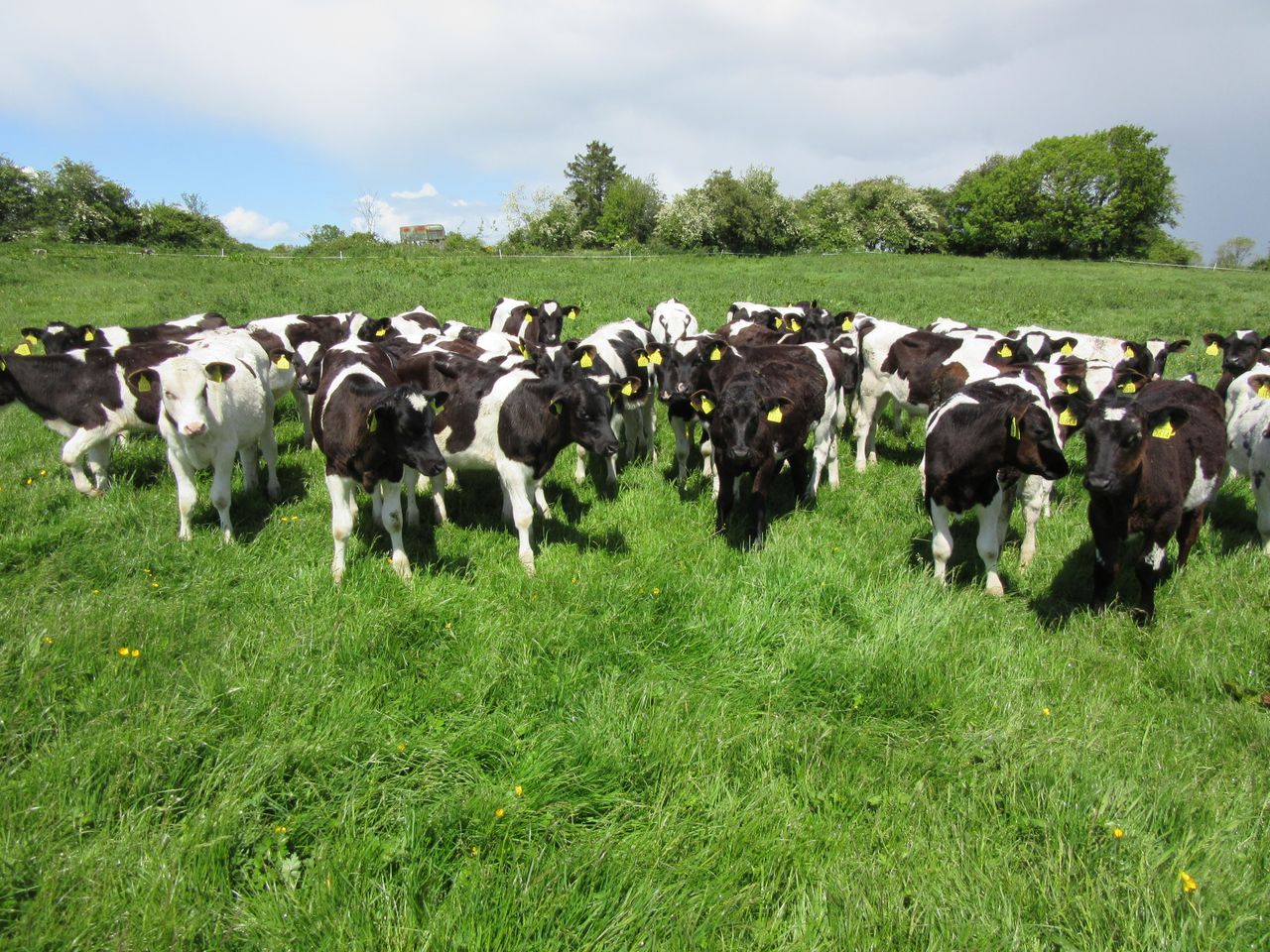 How to combat summer scour syndrome in your calves