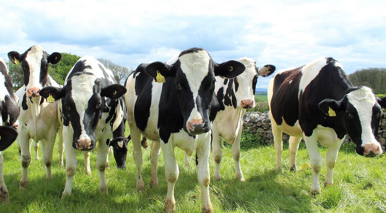 Where will the next generation of bulls will come from?
