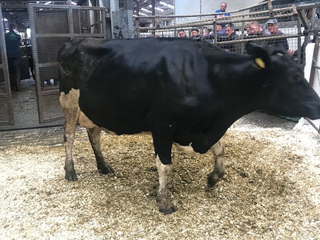 This cow carrying her third calf, with an economic breeding index of 146 , sold for €1,820