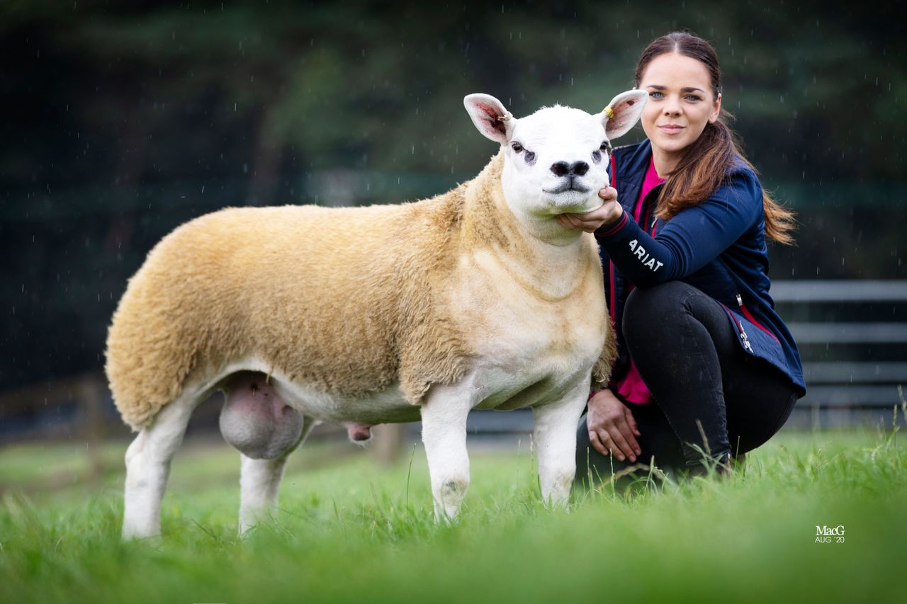 'Most talked about lamb of the year' goes for 350,000gns in Scotland
