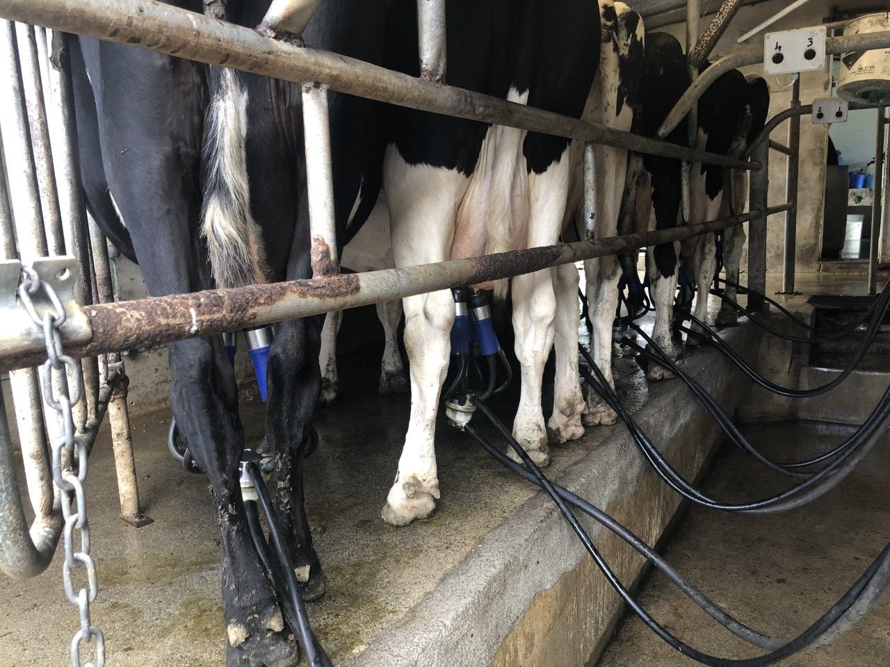 Milk Price Tracker: What is the lay of the land for September?