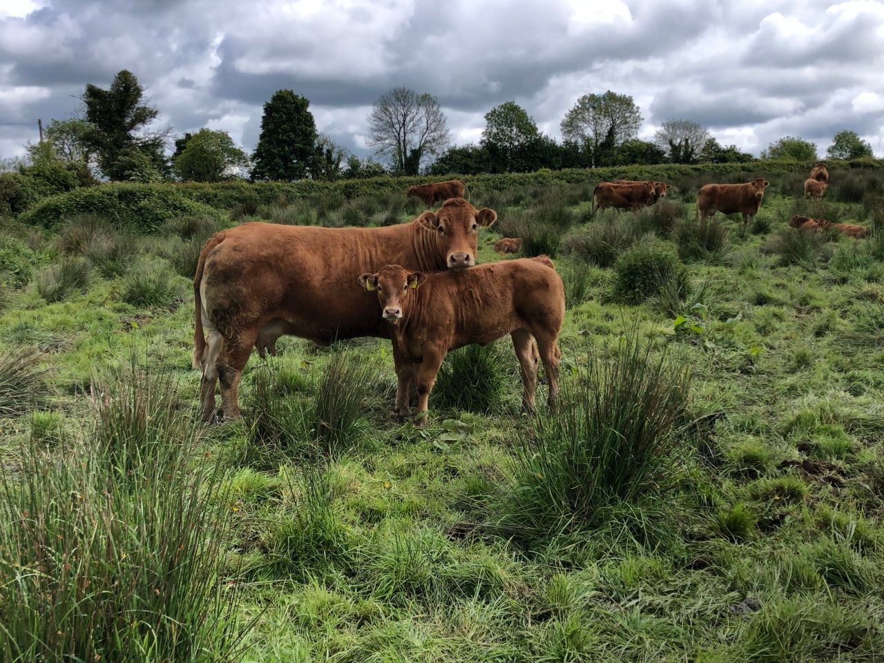 Beef Focus: Producing 'powerful Limousins' on marginal Cavan land