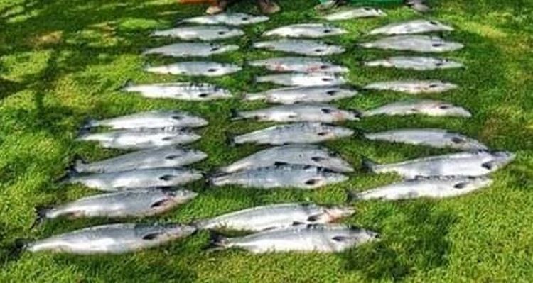 Illegally caught salmon and trout seized in 3 counties