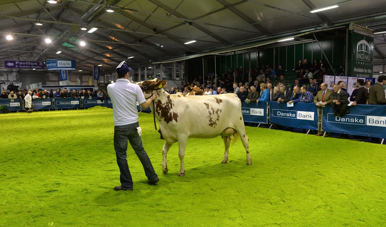 Top prizes at North's Winter Fair go to breeders from the south
