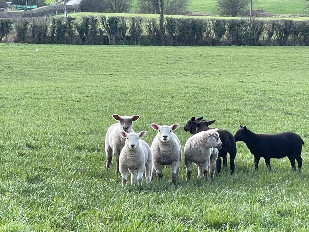 Sheep farmers want help from new EU €9.5m support package