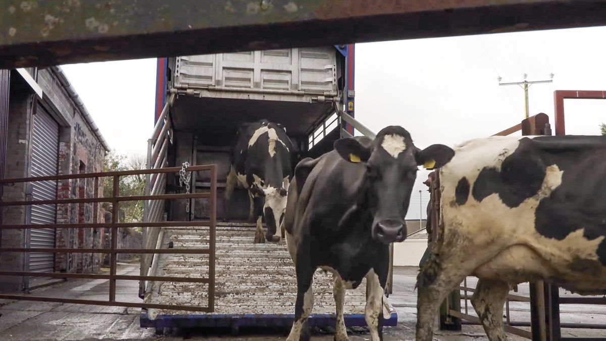 Dungiven dairy farmer 'fed up' of red tape to move to Canada
