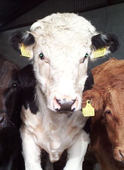 3 steps to reduce pneumonia risk at weaning