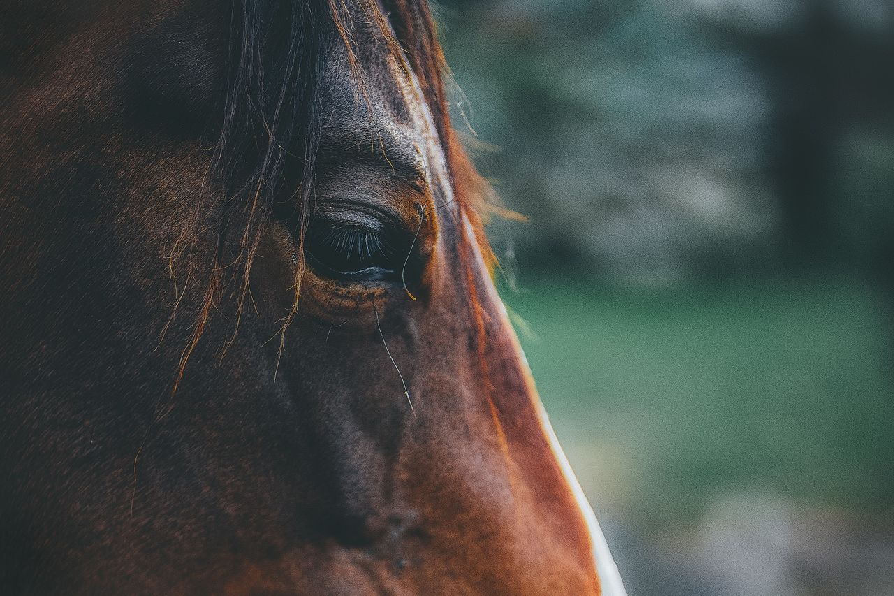 DAFM: Equine census to take place this week