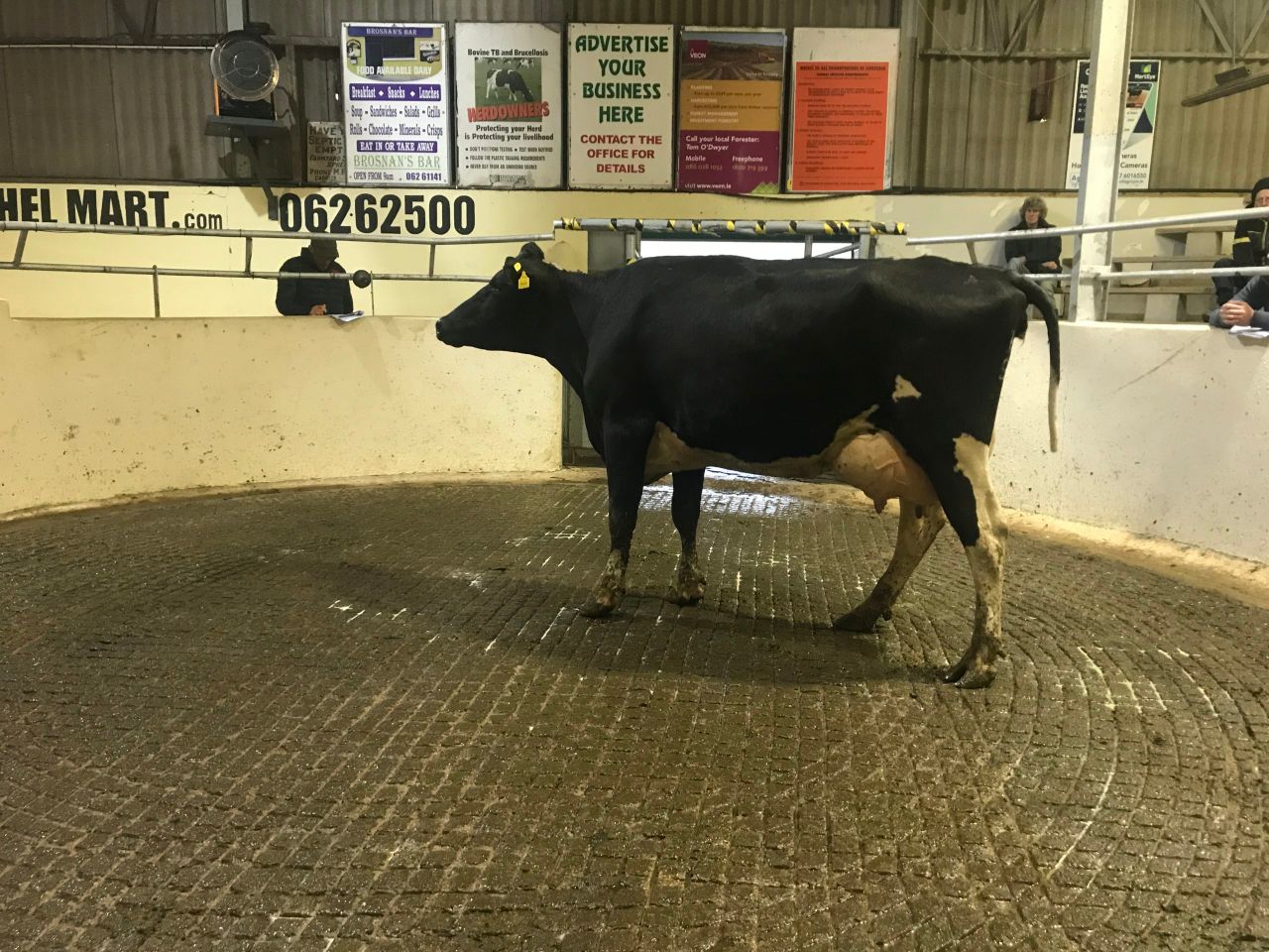In pictures: Cashel Mart dispersal sale of high-EBI cows