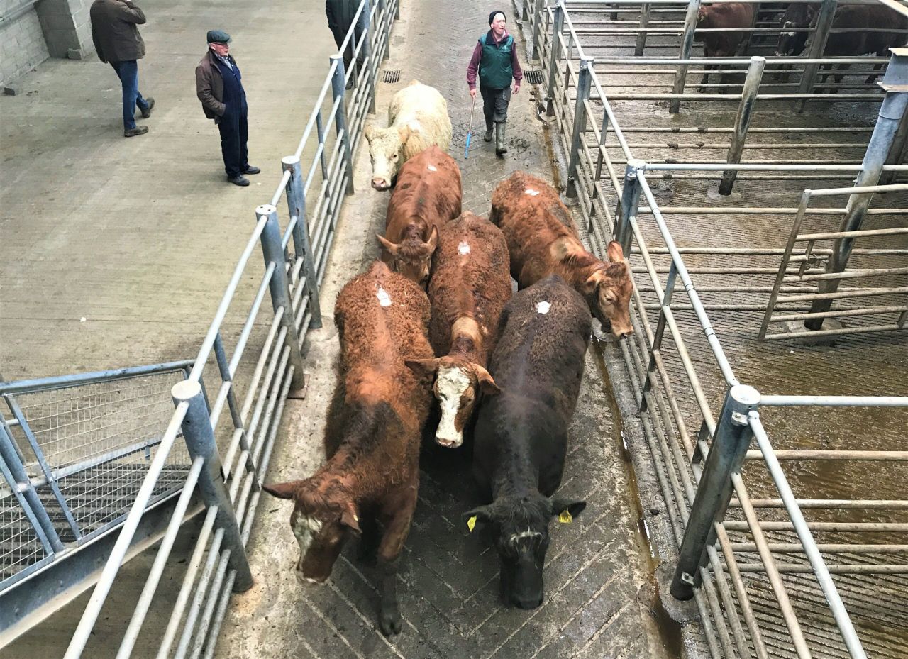Pics and prices: Lighter continental stock in demand at Kilkenny Mart