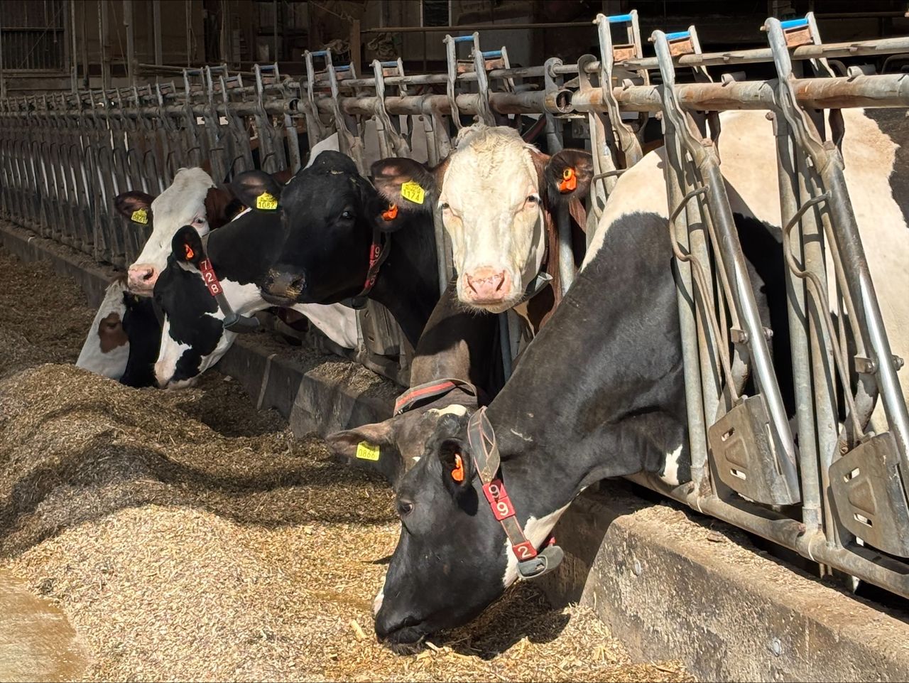 Muir commends 'cutting-edge research' during trip to Dutch dairy farm