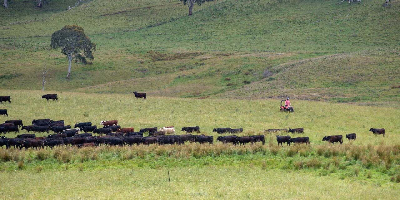 How an Australian cattle rancher sold Microsoft $500,000 of carbon credits