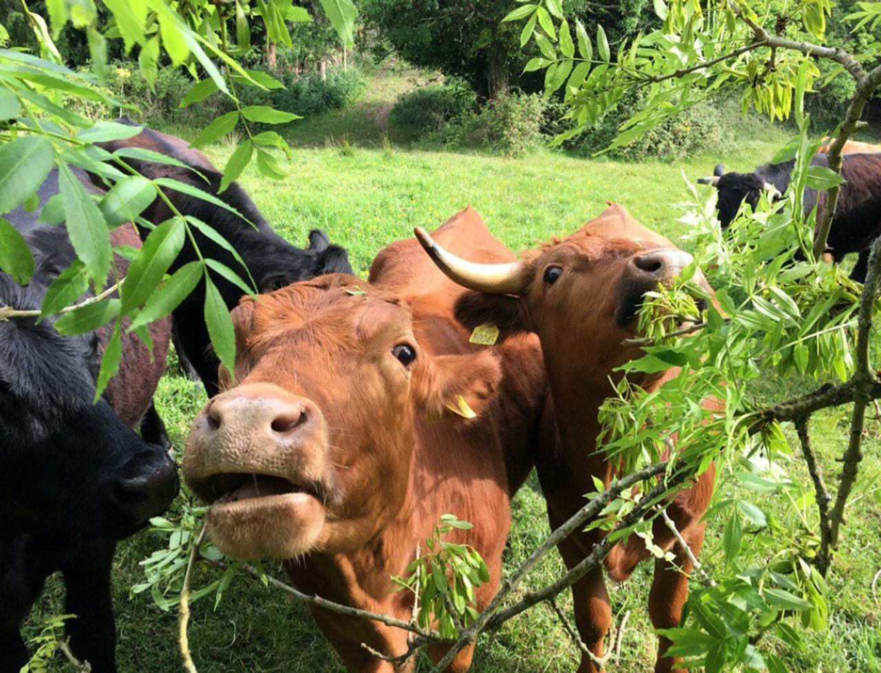 Agroforestry to benefit farmers and help achieve environmental targets