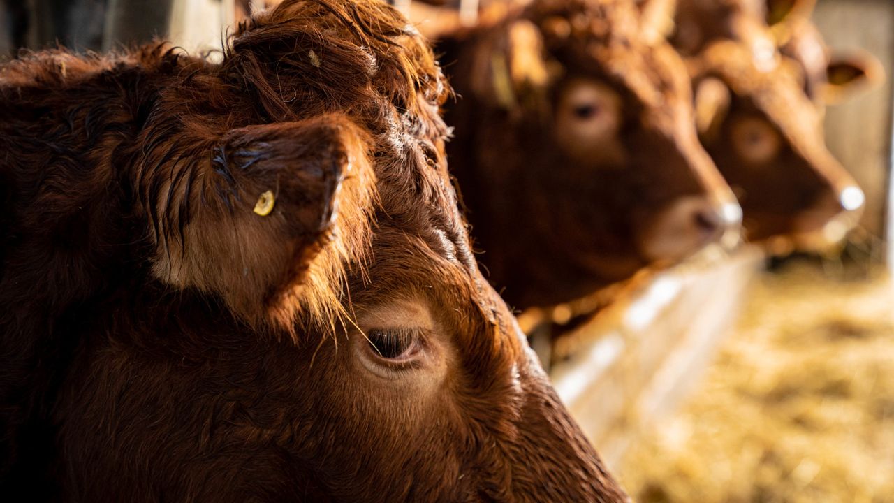 Botulism outbreaks result in death of over 700 cattle in England
