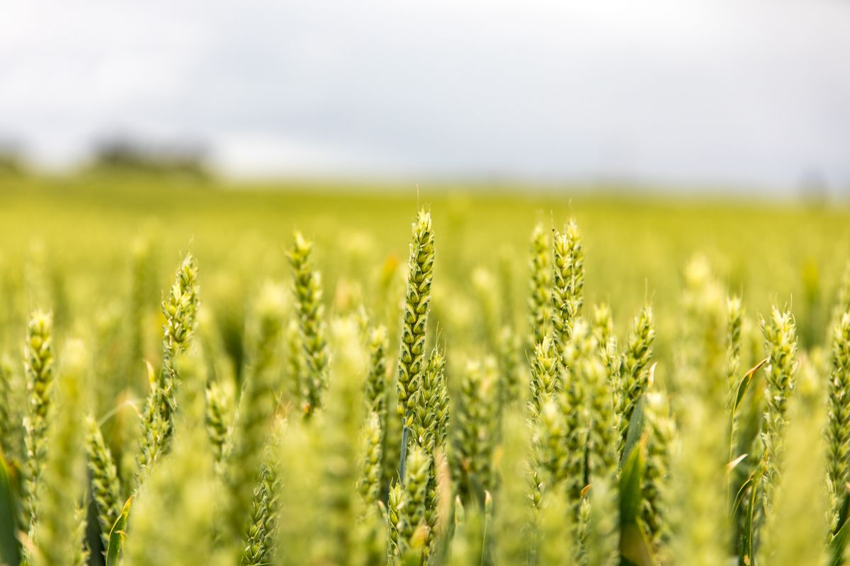 €1.3m investment for agri-tech start-up aimed at reduced fertiliser use