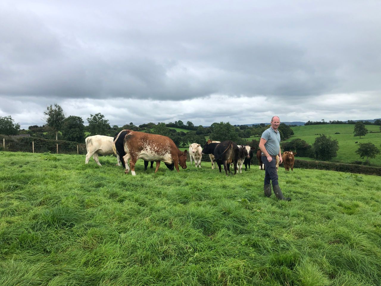 Beef Focus: Producing suckler progeny and wind energy in NI