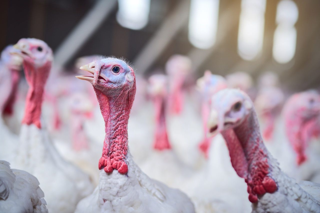 Exotic disease threat higher than 'any time in the modern era’ - DAFM