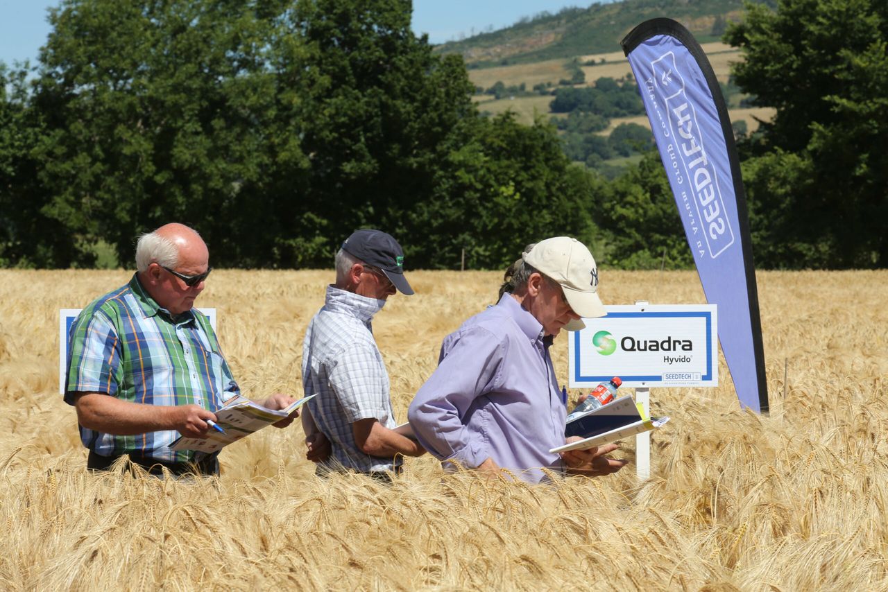 3 spring barley varieties coming from Seedtech