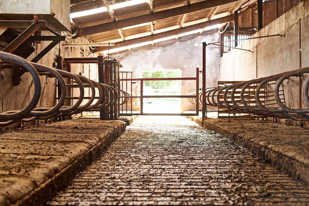 TB cull of pedigree herds costing some farmers 'over €55,000' - senator