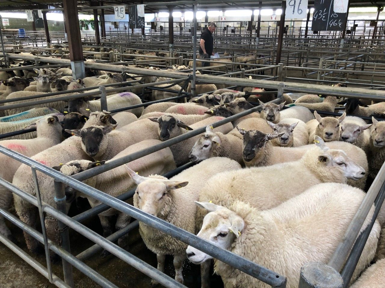 Sheep trade: 'Turbulent week in store', as spring lamb prices slip further