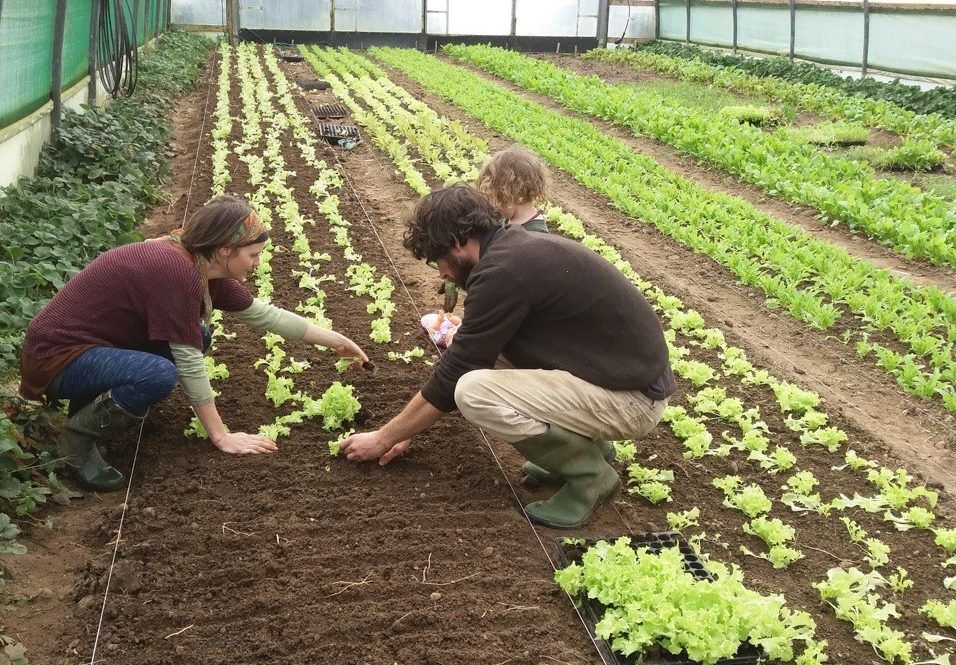 Not enough peat for horticulture to last one month - Aontú