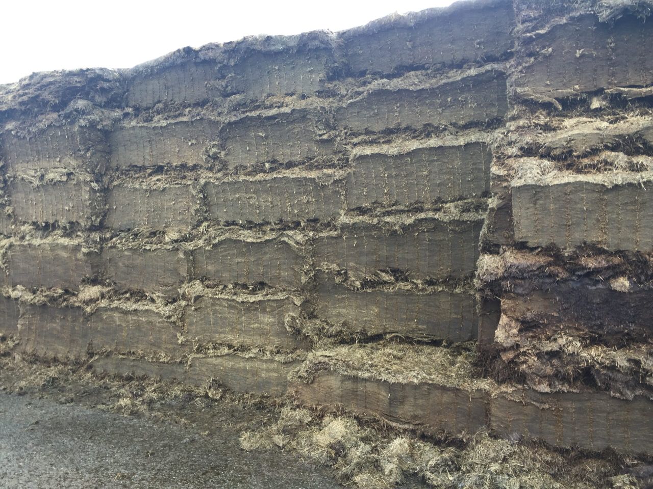 Silage quality up on last year, but farmers struggle with cutting date