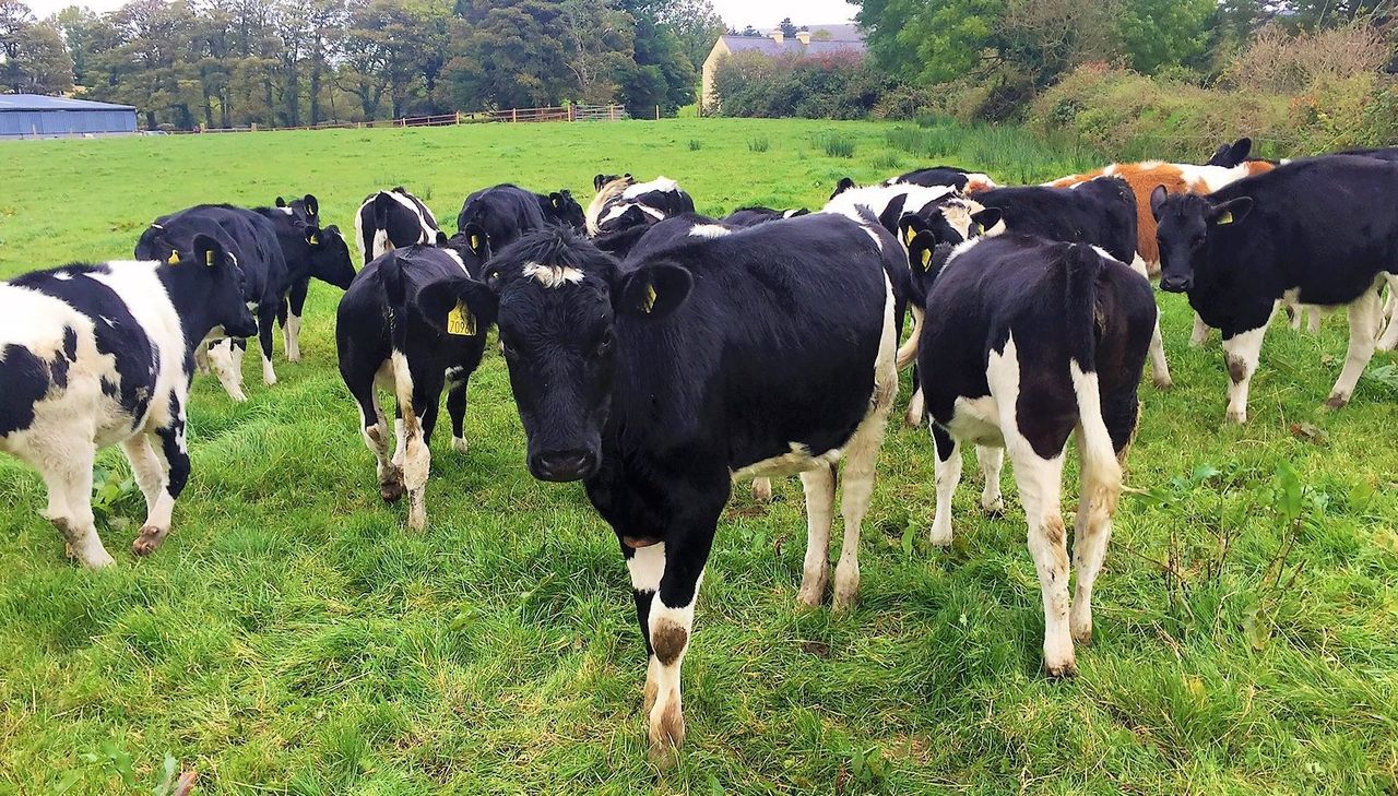 Contract rearers wanted for Teagasc study