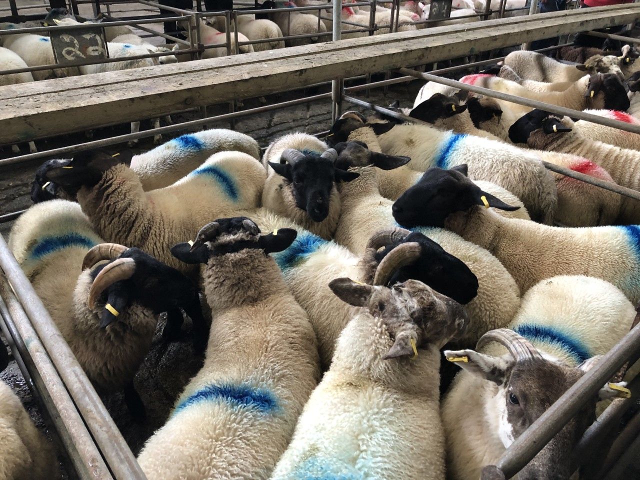 Sheep marts: Tight supplies lead to an improved trade once again for finished lambs