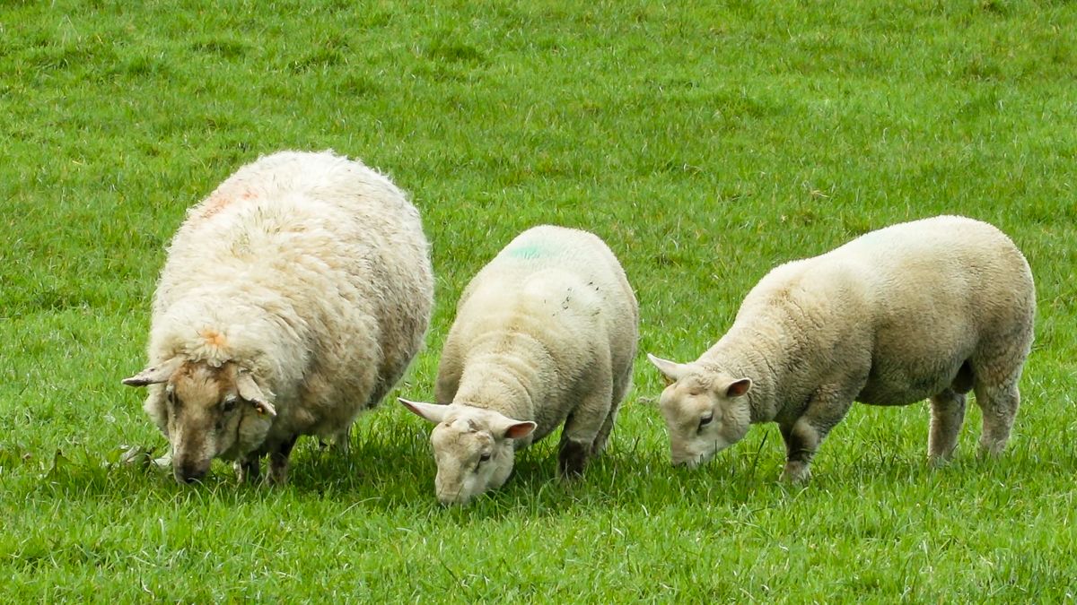 Opening of Year 5 of Sheep Welfare Scheme confirmed