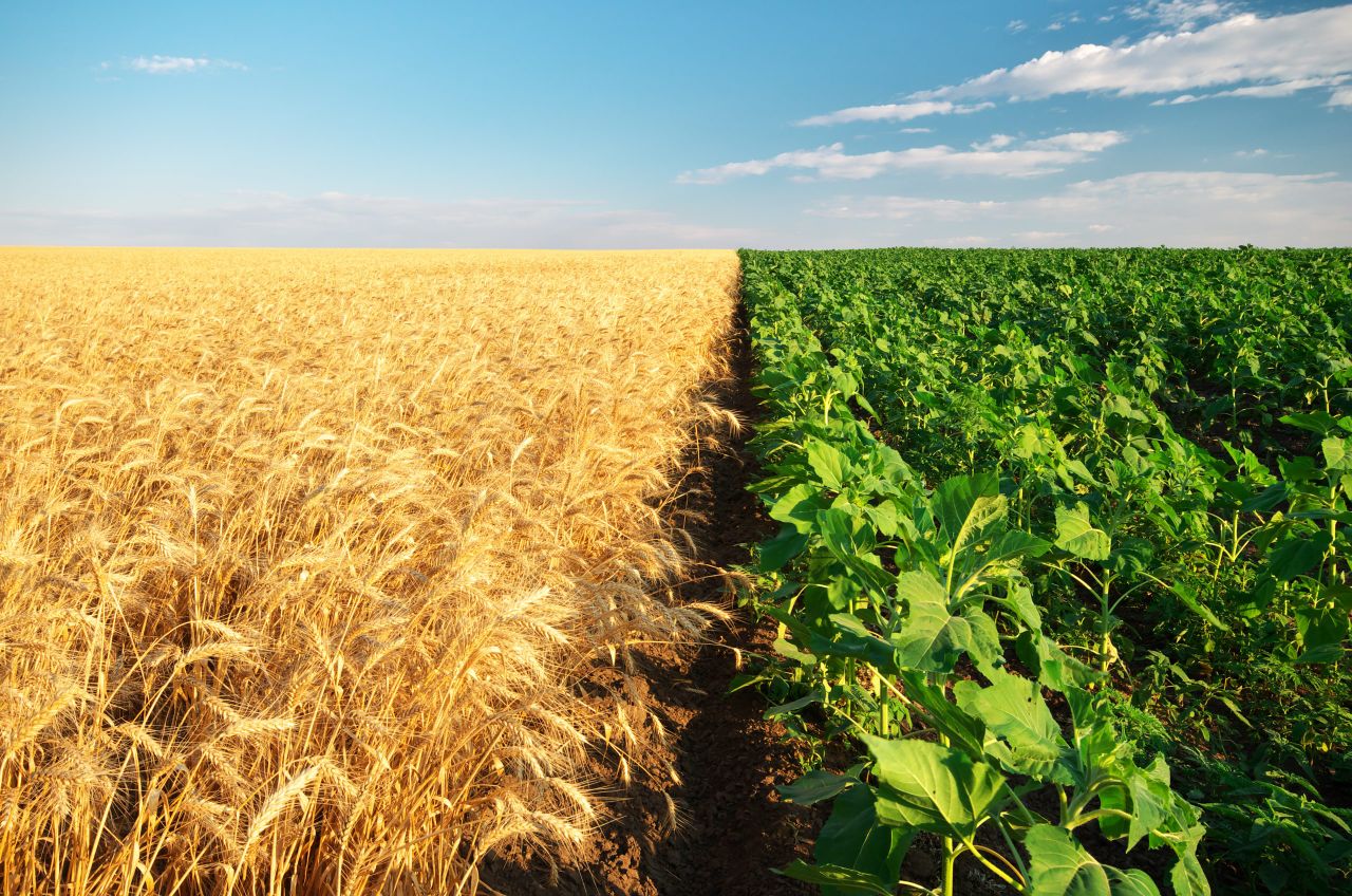 RaboBank: ‘Agriculture is no longer playing by supply-and-demand rules’