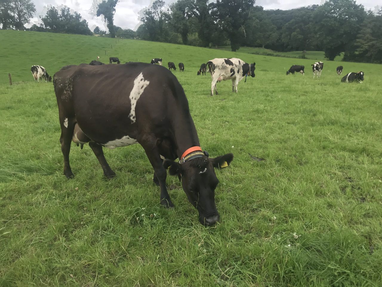 Dairy advice: To-do list for September
