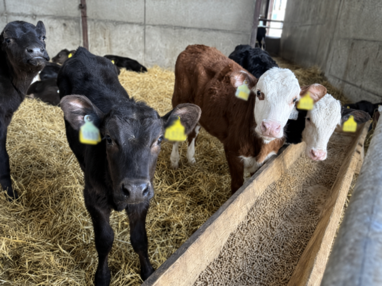 Monitoring calf health: How to take a calf's temperature