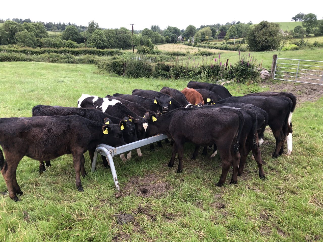 Increased reports of lungworm outbreaks on farms this year