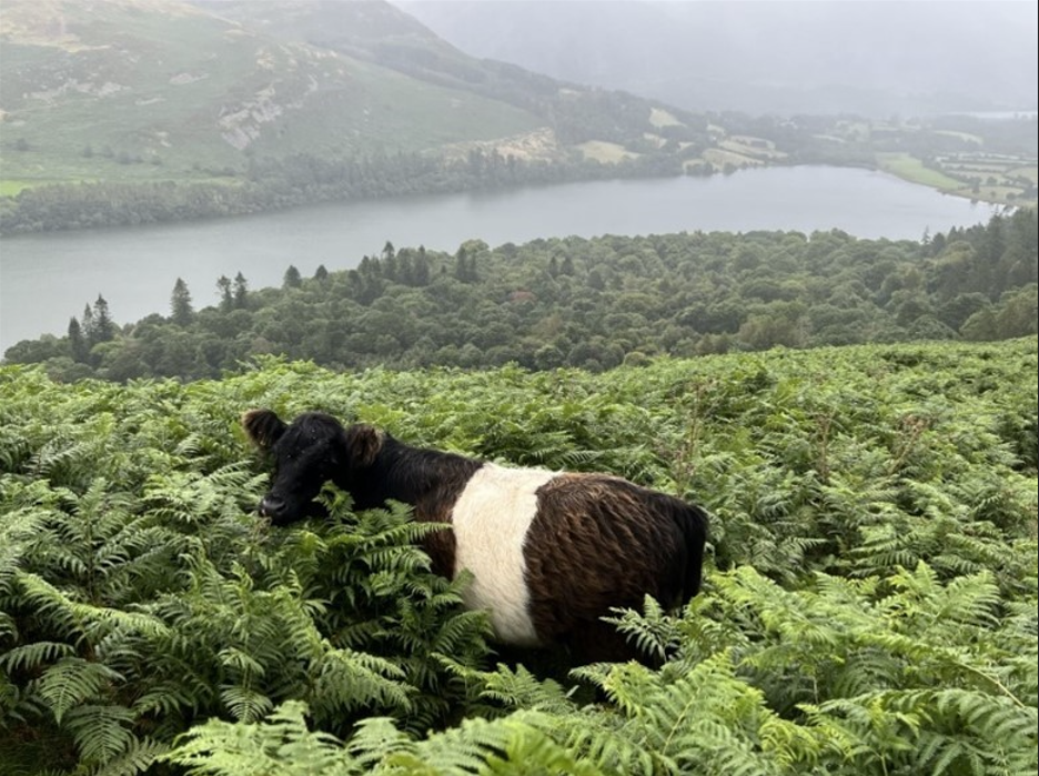 UK trial farmers use cattle to control invasive species