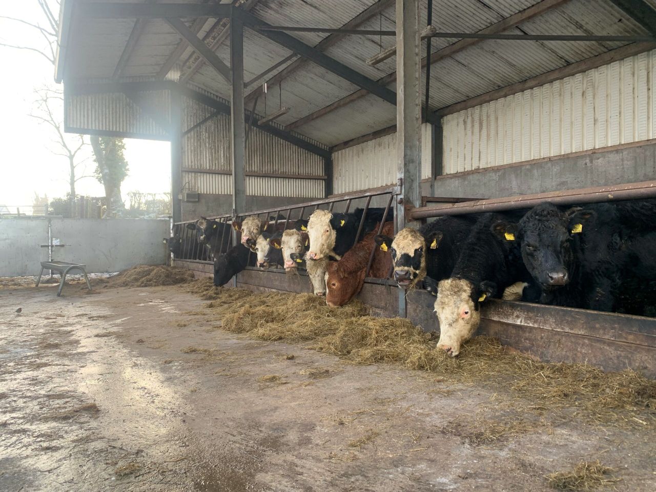 Factory quotes: Year to end on a high note for beef prices